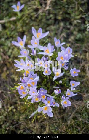 Bellissimo sfondo primaverile con primo piano di un gruppo di fiori porpora in fiore su un prato: Grazioso gruppo di croci viola e bianchi Foto Stock