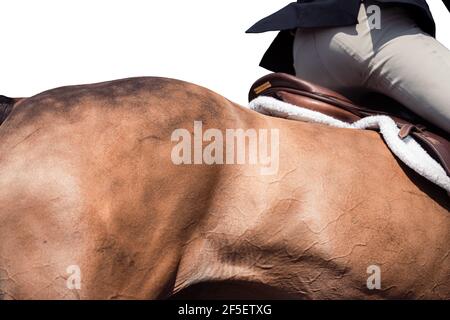 Astratto arte del cavallo i9n galoppo completo nel concorso Foto Stock