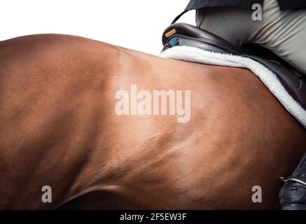 Astratto arte del cavallo i9n galoppo completo nel concorso Foto Stock