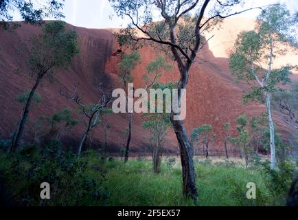 Vista da vicino di Kata Tjuta nel Parco Nazionale di Uluru-kata tjuta, territorio del Nord, Australia, con alcuni splendidi alberi nativi Foto Stock
