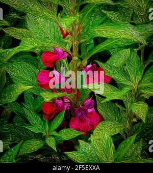 Questo è uno studio del balsamo rosso che cresce in un giardino tropicale. Misura 22.472" x 24" La bella fucsia, rosso e porpora fiorisce sono contro Foto Stock