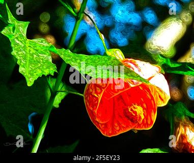 Abutilon dal mio giardino Foto Stock