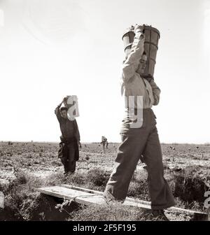 Raccoglitori che entrano nel maestro di pesatura. Pea Field vicino a Calipatria, California. 1939. Fotografia di Dorotea Lange. Foto Stock