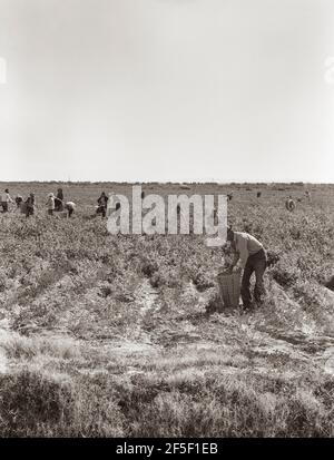 Pickers di piselli vicino Calipatria, California. 1939. Fotografia di Dorotea Lange. Foto Stock