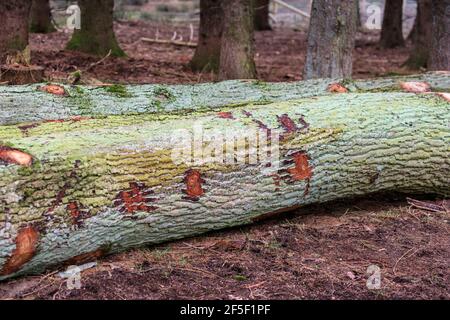 Tronchi di quercia comune (Quercus robur), abbattuto, corteccia coperta di alghe verdi, in bosco Foto Stock