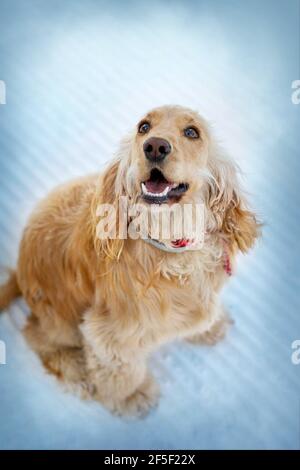 Bellissimo cocker inglese spaniel seduta e guardando in su, bianco fondo neve Foto Stock