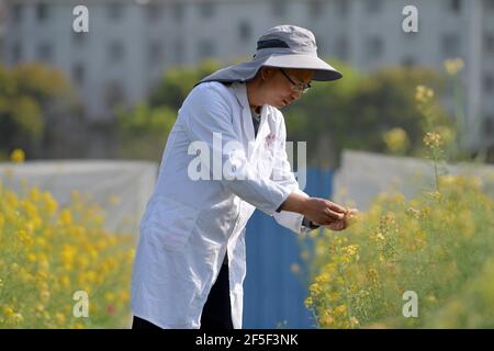 (210326) -- NANCHANG, 26 marzo 2021 (Xinhua) -- fu Donghui controlla i fiori di cole in un campo sperimentale presso l'Università agricola di Jiangxi a Nanchang, nella provincia di Jiangxi della Cina orientale, 24 marzo 2021. Il professor fu si occupa della ricerca dei fiori di cole da 18 anni. I fiori di cole che ha coltivato non sono solo di buon aspetto, ma hanno anche un alto rendimento di olio. Anche se il processo di riproduzione del colore non è facile, nel punto di vista di fu Donghui, i fiori di cole colorati hanno molti benefici tra cui la resistenza alle malattie e la resistenza all'alloggio. Oltre alla ricerca sui fiori di cole, anche il professor fu si è sviluppato alto Foto Stock