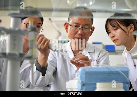 (210326) -- NANCHANG, 26 marzo 2021 (Xinhua) -- fu Donghui (C) ricerca sui geni legati al pigmento dei fiori di cole presso l'Università agricola di Jiangxi a Nanchang, nella provincia di Jiangxi della Cina orientale, 24 marzo 2021. Il professor fu si occupa della ricerca dei fiori di cole da 18 anni. I fiori di cole che ha coltivato non sono solo di buon aspetto, ma hanno anche un alto rendimento di olio. Anche se il processo di riproduzione del colore non è facile, nel punto di vista di fu Donghui, i fiori di cole colorati hanno molti benefici tra cui la resistenza alle malattie e la resistenza all'alloggio. Oltre alla ricerca sui fiori di cole, anche il Professor fu si sviluppa Foto Stock