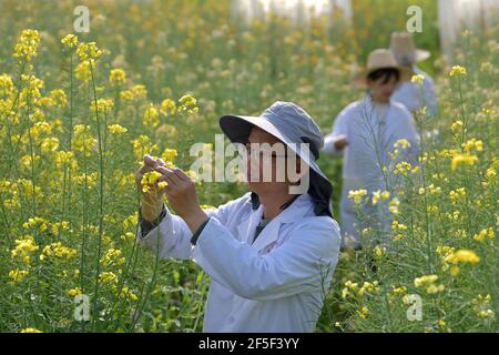 (210326) -- NANCHANG, 26 marzo 2021 (Xinhua) -- fu Donghui (fronte) e i suoi studenti controllano i fiori di cole in un campo sperimentale presso l'Università agricola di Jiangxi a Nanchang, nella provincia di Jiangxi della Cina orientale, 24 marzo 2021. Il professor fu si occupa della ricerca dei fiori di cole da 18 anni. I fiori di cole che ha coltivato non sono solo di buon aspetto, ma hanno anche un alto rendimento di olio. Anche se il processo di riproduzione del colore non è facile, nel punto di vista di fu Donghui, i fiori di cole colorati hanno molti benefici tra cui la resistenza alle malattie e la resistenza all'alloggio. Oltre alla ricerca sui fiori di cole, professo Foto Stock