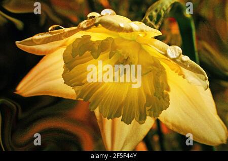 Narcissus è un genere di piante perenni a fiore prevalentemente primaverile della famiglia amaryllis, Amaryllidaceae. Vari nomi comuni tra cui il daffodil . Foto Stock