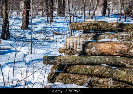 Gli alberi di cenere sono diventati il problema di 15 milioni di dollari di Montreal, un borrone di cenere smeraldo, un coleottero che uccide gli alberi di cenere. Foto Stock