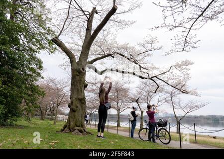 25 marzo 2021. Gli alberi di ciliegio di Washington DC raggiungono il quarto dei 6 ° stadi di fioritura. Il servizio del parco nazionale limiterà l'accesso del pubblico al bacino di Tidal durante l'alta stagione se la folla si è troppo grande. Le maschere in guerra prendono selfie da un albero di ciliegio prima che la zona chiuda nuovamente quest'anno a causa della pandemia.(Photo by Mihoko Owada/ Credit: Sipa USA/Alamy Live News Foto Stock