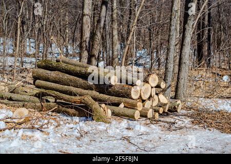 Gli alberi di cenere sono diventati il problema di 15 milioni di dollari di Montreal, un borrone di cenere smeraldo, un coleottero che uccide gli alberi di cenere. Foto Stock