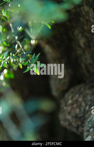 Olivo antico - Olivo milenario (Olea europaea), Moleta del Remei Iberian Village, Alcanar Village, la Senia Terres de l'Ebre, Tarrago Foto Stock