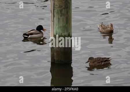 Tre Mallard Ducks che nuotano nel Cambridge Creek Foto Stock
