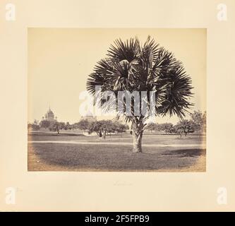 Lucknow; Palm Tree Study. Samuel Bourne (inglese, 1834 - 1912) Foto Stock