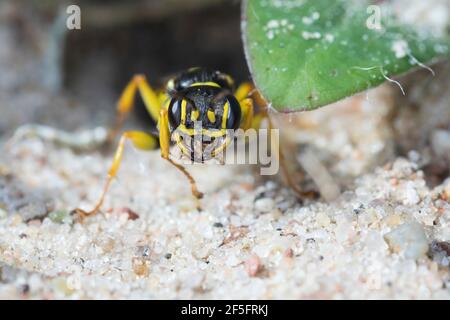 Kotwespe, An ihrem Bau, Nest, Neströhre, Niströhre, Grabwespe, Mellinus arvensis, vespa di digger di campo, Grabwespen, Crabronidae Foto Stock