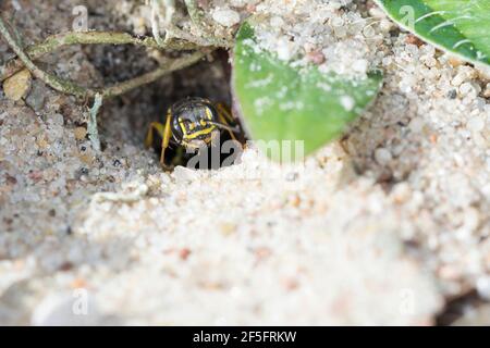 Kotwespe, An ihrem Bau, Nest, Neströhre, Niströhre, Grabwespe, Mellinus arvensis, vespa di digger di campo, Grabwespen, Crabronidae Foto Stock