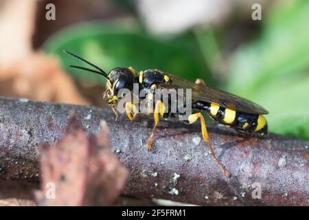 Kotwespe, Grabwespe, Mellinus arvensis, Field digger wasp, Grabwespen, Crabronidae Foto Stock