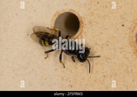 Grabwespe am Loch einer Wildbienen-Nisthilfe, Crossocerus cf quadrimaculatus, digger wasp, Crabronidae, Grabwespen, vespe digger Foto Stock