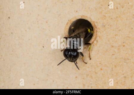 Grabwespe am Loch einer Wildbienen-Nisthilfe, Crossocerus cf quadrimaculatus, digger wasp, Crabronidae, Grabwespen, vespe digger Foto Stock