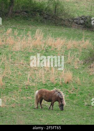 Un Cavallo in miniatura marrone pascola tra i verdi pascoli Foto Stock