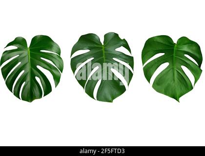 Le foglie di Monstera si isolano. Foglie verdi di monstera tropicale su fondo bianco puro. Concetto di giungla e tropici. Foto di alta qualità Foto Stock