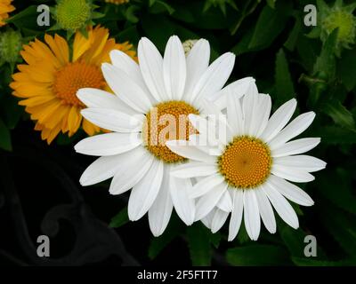 Un giallo e due bianchi Shasta Daisies primo piano in un Giardino - foto d'inventario Foto Stock