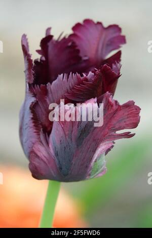 Un tulipano Parrot di colore viola scuro con petali frangiati Foto Stock