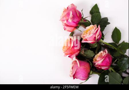 rosa tenue e rose arancioni su sfondo bianco Foto Stock