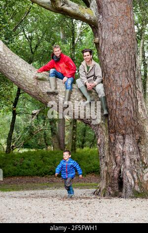 Due fratelli su un albero di pino scozzese mentre un ragazzo di quattro anni corre sotto - su un'isola in Loch Lomond, Argyll & Bute, Scozia Regno Unito Foto Stock