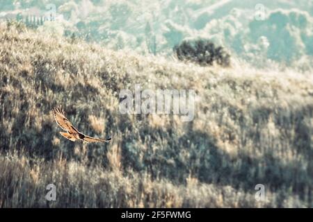 Foto epica di un grande Hawk a metà volo Foto Stock