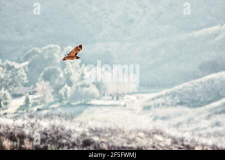 Foto epica di un grande Hawk a metà volo Foto Stock