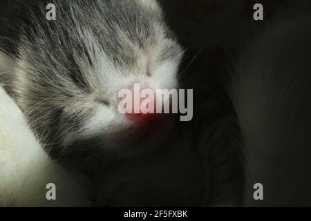 Un fascio di sole sul muso di un cucciolo tabbico neonato cieco che dorme con un naso rosa. Il gattino sta dormendo al sole all'interno. Foto Stock