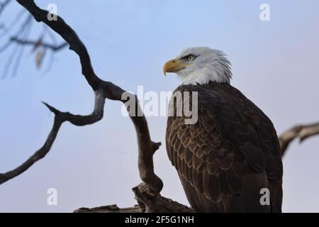 Bald Eagle, simbolo nazionale, getta uno sguardo regale sul Lower Klamath National Wildlife Refuge in California, Stati Uniti Foto Stock