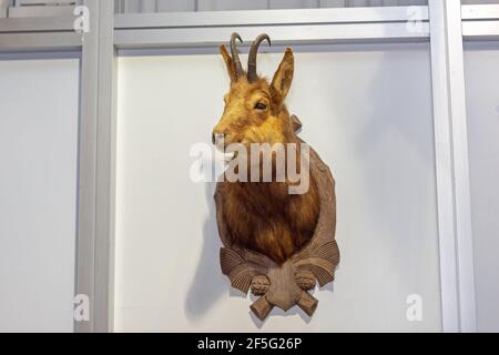 Wild Mountain Goat Head montato al Wall Trophy Foto Stock