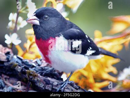 Questo è un "uccello" di Grossbeak. Grossbeak /ˈɡroʊsbiːk/ è un taxon formato contenente varie specie di uccelli passerini che mangiano semi con grandi querce. Sebbene appartengano tutti alla superfamiglia Passeroidea, questi uccelli non fanno parte di un gruppo naturale, ma piuttosto di un insieme polifiletico di songbirds collegati a distanza. Foto Stock