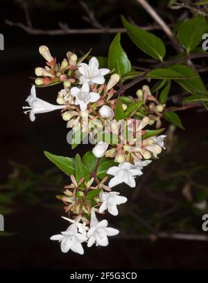 Grappolo di fiori bianchi profumati, boccioli e foglie verdi di arbusto deciduo giardino, Abelia x grandiflora su sfondo scuro Foto Stock