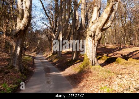 Strada che conduce attraverso i faggi vicino a Felbrigg Hall, Norfolk Foto Stock