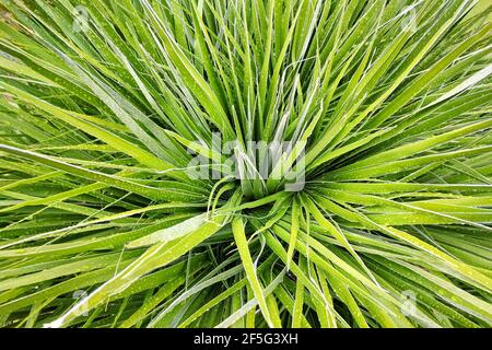 Modello di foglia verde fresca Yucca con gocce d'acqua. Foto Stock