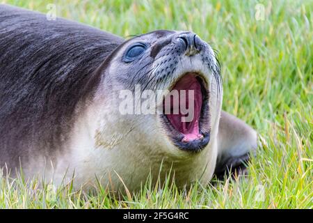 Cute Southern Elephant Seal Pup, Mirounga leonina, vocalizzante con bocca aperta, Sea Lion Island, nelle Isole Falkland, Oceano Atlantico meridionale Foto Stock