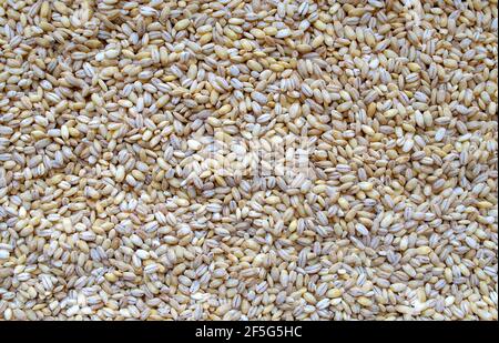 Orzo perlato di fondo. Vista dall'alto. Cibo sfondo. Grani di orzo perlati bianchi Foto Stock