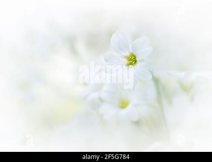 Abbastanza primo piano macro del piccolo tomentosum bianco, noto anche come neve nei fiori estivi. Foto Stock