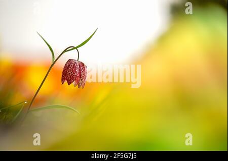 Un singolo serpente testa fritillary fiore a sinistra della cornice con sfondo sfocato giallo e bianco. Foto Stock