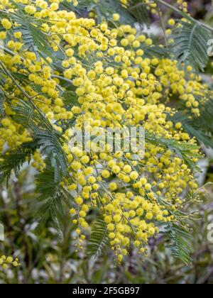 Massa di fiori delbata di Acacia in primavera Foto Stock