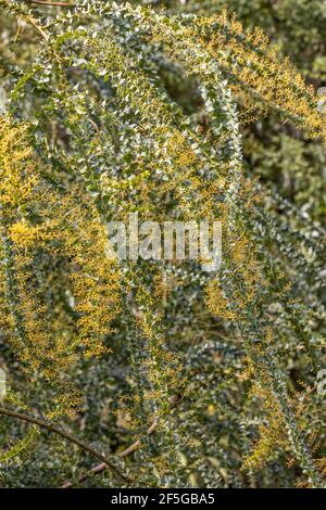 Steli ramificati ad arco con fiori di Acacia pravissima Foto Stock