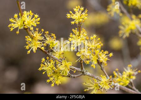Cornus officinalis arbusto in pieno fiore in primavera Foto Stock