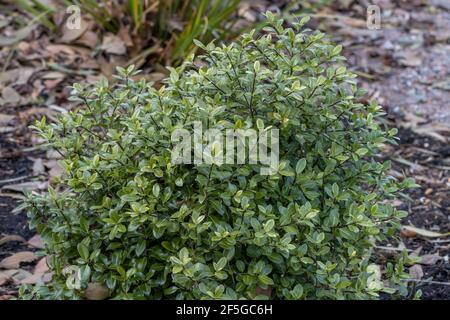 Semplice tiro Pittosporum tenuifolium Golf Ball in bordo Foto Stock