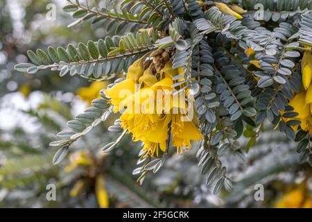 Primo piano giallo brillante Sophora Sun King in primavera con bel background Foto Stock