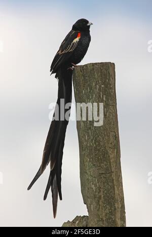 Avifauna a coda lunga (Euplectes progne delamerei) Allevamento piombo maschio appollaiato su recinto post Kenya Novembre Foto Stock